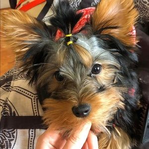 Meet your Posher, Clara